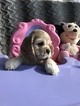 Small Photo #8 Cocker Spaniel Puppy For Sale in LAKELAND, FL, USA
