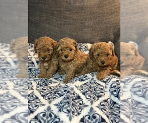 Poodle (Miniature) Puppy for sale in CHARLOTTE, NC, USA