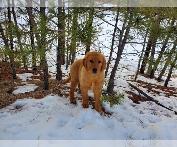 Full screen Photo #7 Golden Retriever Puppy For Sale in BLACK FOREST, CO, USA