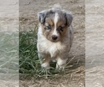 Small Photo #1 Miniature American Shepherd Puppy For Sale in MINNEAPOLIS, KS, USA
