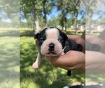 Small Photo #16 Boston Terrier Puppy For Sale in COTTONWOOD, CA, USA