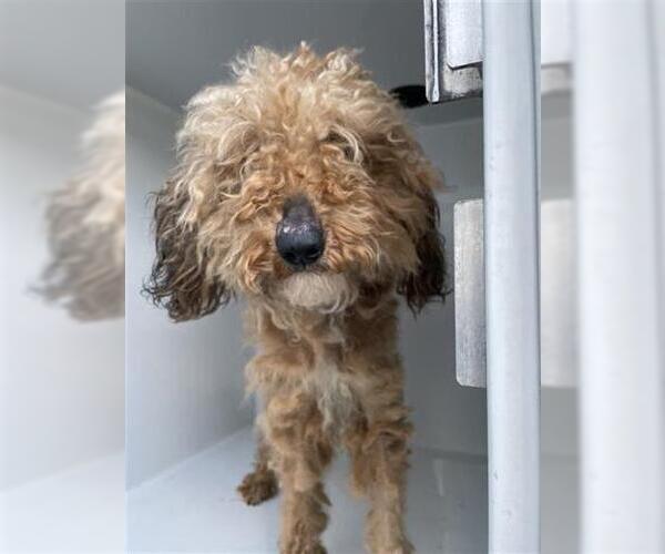 Medium Photo #1 Poodle (Miniature)-Unknown Mix Puppy For Sale in Houston, TX, USA