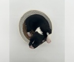 Small #4 Pembroke Welsh Corgi
