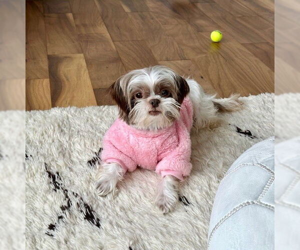 Medium Photo #3 Shih Tzu Puppy For Sale in St. Louis Park, MN, USA