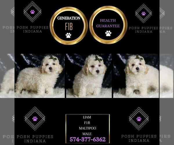 Medium Photo #98 Maltipoo (Miniature) Puppy For Sale in WARSAW, IN, USA