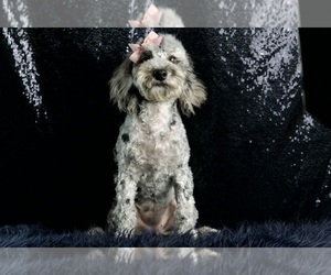 Medium Poodle (Miniature)