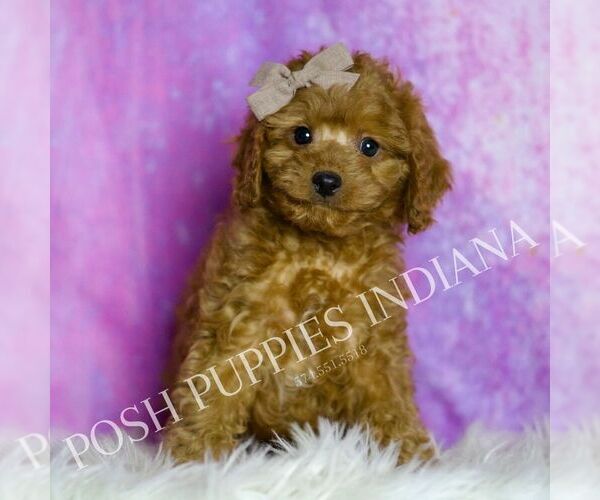 Medium Photo #51 Cavapoo (Miniature) Puppy For Sale in WARSAW, IN, USA