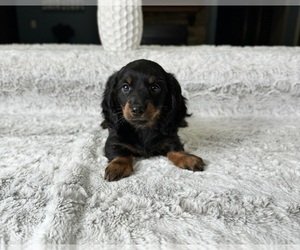 Dachshund Puppy for sale in GREENFIELD, IN, USA