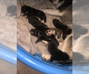 Labrador Retriever-Siberian Husky Mix Puppy for sale in AUGUSTA, GA, USA