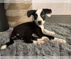 American Pit Bull Terrier-Border Collie Mix Dogs for adoption in Princeton, MN, USA