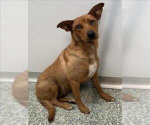Shepradors Dogs for adoption in Salisbury, NC, USA
