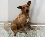 MAGGIE - Female Shepradors Dog for Adoption - Small photo