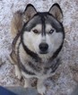 Small Photo #1 Siberian Husky Puppy For Sale in HOT SPRINGS, NC, USA
