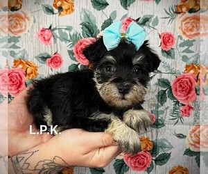 Schnauzer (Miniature) Puppy for sale in WINNSBORO, LA, USA