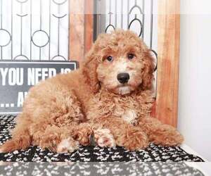 Goldendoodle (Miniature) Puppy for sale in NAPLES, FL, USA