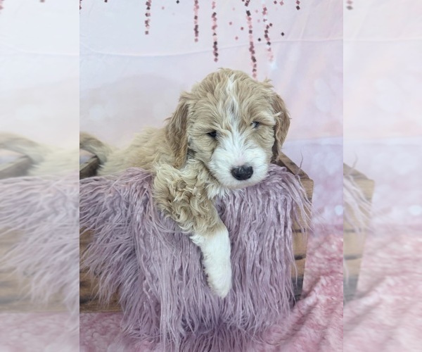 Medium Photo #70 Aussie-Poo-Goldendoodle Mix Puppy For Sale in COMMERCE, MI, USA