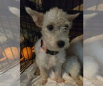 Small #3 Norfolk Terrier Mix