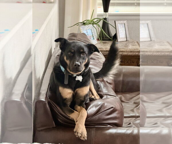 Medium Photo #5 German Shepherd Dog-Unknown Mix Puppy For Sale in Lakewood, CO, USA