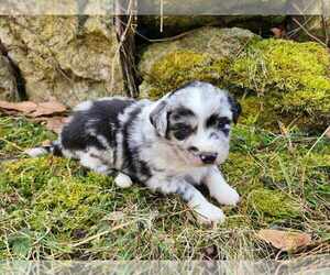 Miniature Australian Shepherd Puppy for Sale in SANDOWN, New Hampshire USA
