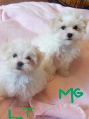 Maltese Puppy for sale in KERRVILLE, TX, USA