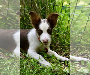 Australian Shepherd-Chihuahua Mix Dogs for adoption in Wakefield, RI, USA