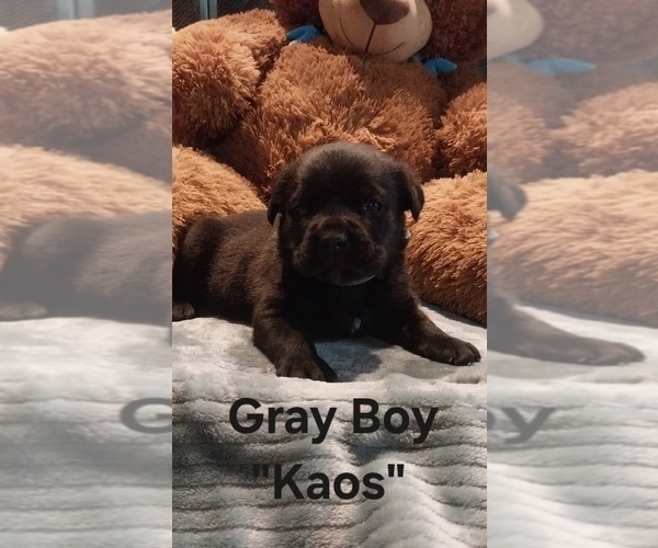Medium Photo #4 Cane Corso Puppy For Sale in DANVILLE, IL, USA