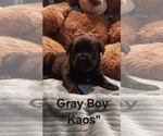 Small #3 Cane Corso