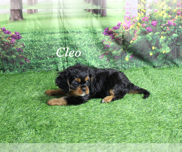 Medium Photo #16 Cavalier King Charles Spaniel Puppy For Sale in CHANUTE, KS, USA