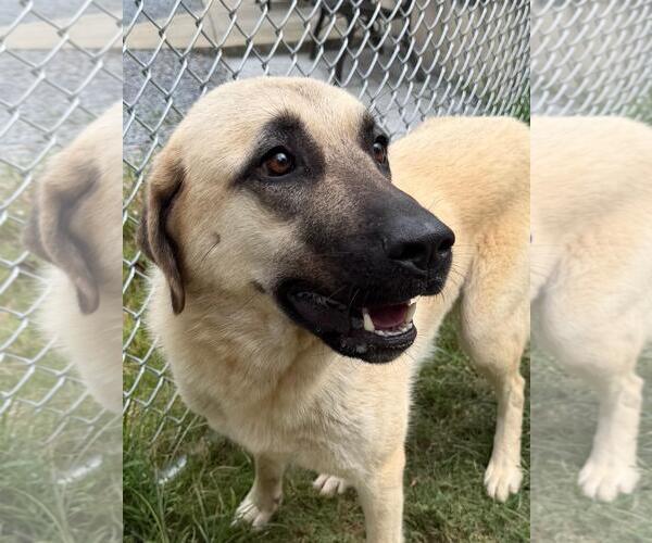 Medium Photo #4 Anatolian Shepherd Puppy For Sale in Wetumpka, AL, USA