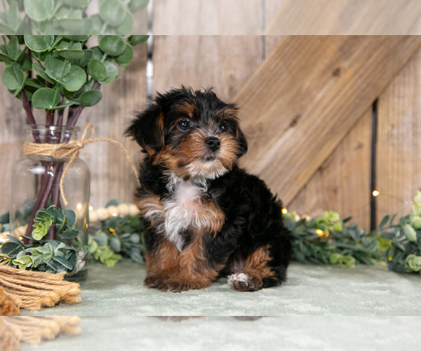 Medium Photo #2 Yorkshire Terrier Puppy For Sale in GREENWICH, OH, USA