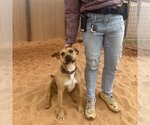 Small Photo #187 American Pit Bull Terrier-Unknown Mix Puppy For Sale in Kanab, UT, USA