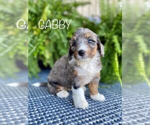 Miniature Bernedoodle Puppy for Sale in SUGARCREEK, Ohio USA