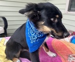 Small #2 Miniature Australian Shepherd