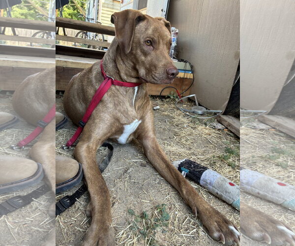 Medium Photo #3 Great Dane-Vizsla Mix Puppy For Sale in Emmett, ID, USA