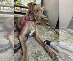 Small #2 Great Dane-Vizsla Mix