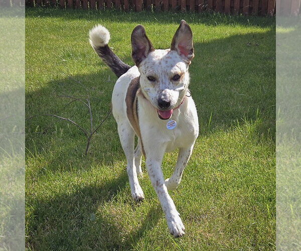Medium Photo #5 Pointer-Red Heeler Mix Puppy For Sale in Huntley, IL, USA