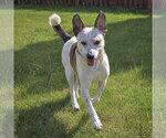 Small #4 Pointer-Red Heeler Mix