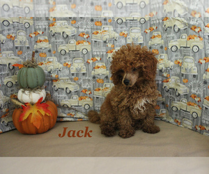 Poodle (Toy) Puppy for sale in CHANUTE, KS, USA