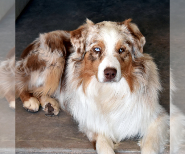 Medium Photo #1 Australian Shepherd Puppy For Sale in BELEN, NM, USA
