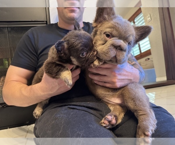 Medium Photo #2 French Bulldog Puppy For Sale in SAN DIEGO, CA, USA
