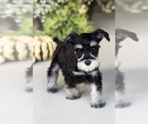 Schnauzer (Miniature) Litter for sale in MILLERSBURG, IN, USA