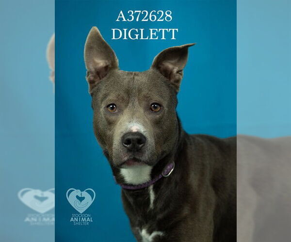 Medium Photo #2 Mutt Puppy For Sale in Stockton, CA, USA