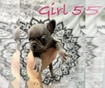 Puppy Girl 5 Lilac French Bulldog