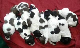 English Springer Spaniel Puppy for sale in OSCEOLA, WI, USA