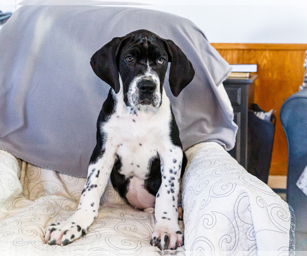 Medium Photo #23 Great Dane Puppy For Sale in WAKARUSA, IN, USA