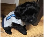 Small Photo #3 YorkiePoo Puppy For Sale in NEW BRITAIN, CT, USA