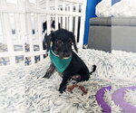 Small Poodle (Miniature) Mix