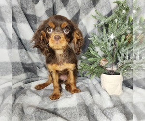 Cavalier King Charles Spaniel Puppy for sale in FORT WASHINGTON, MD, USA