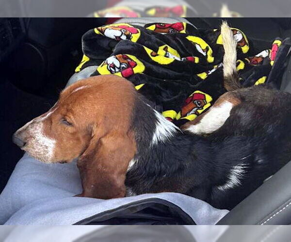 Medium Photo #4 Basset Hound Puppy For Sale in Deepwater, NJ, USA