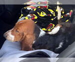 Small #3 Basset Hound